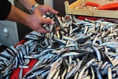 MARMARA HAMSİSİ Mİ KARADENİZ HAMSİSİ Mİ?