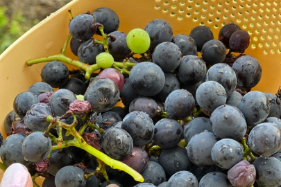 ORDU KARA ÜZÜM HASADI BAŞLADI