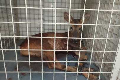 YARALI KARACA KORUMA ALTINA ALINDI