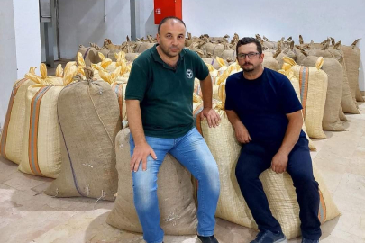 ÜRETİCİNİN FINDIĞI 55 RANDIMAN ÇIKTI