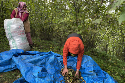 YAZ BİTTİ FINDIK BİTMEDİ