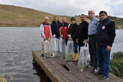 ORDU’DA 95 BİN YAVRU SAZAN SUYLA BULUŞTU