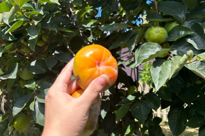 TRABZON HURMASI OLGUNLAŞMAYA BAŞLADI