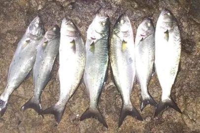 OLTALARA LÜFER SÜPRİZİ!