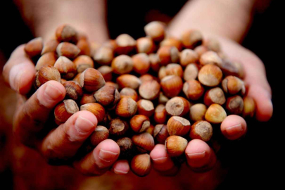 FINDIKTA DÜMEN FİLİTİ ATEŞLENDİ!