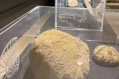 3D FOSİL MÜZESİ YOĞUN İLGİ GÖRÜYOR