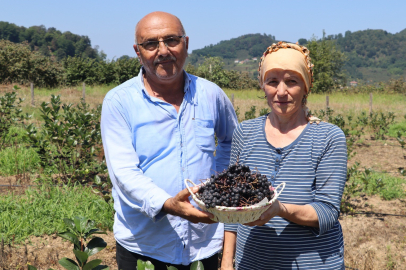 ARONYA HASADI ÜRETİCİLERİN YÜZÜNÜ GÜLDÜRDÜ