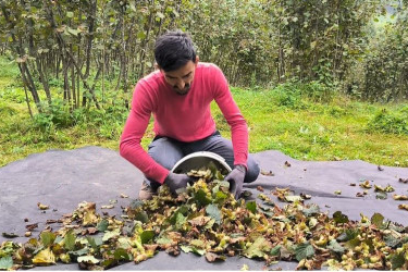 FINDIK HASADI DEVAM EDİYOR