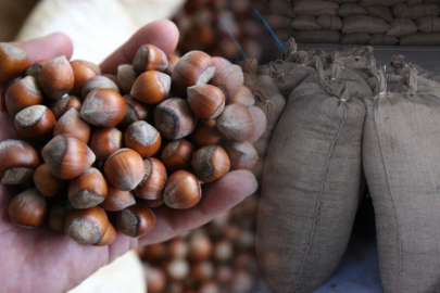 FINDIK 110 LİRAYA YÜKSELDİ