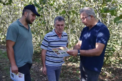 FINDIK BAHÇELERİNDE BUDAMA EĞİTİMİ VERİLDİ