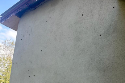 KAHVERENGİ KOKARCA YAKA SİRKTİRİYOR