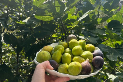 KÖYLERDE İNCİR REÇELİ VAKTİ