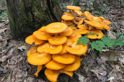 BU MANTARLARA DİKKAT