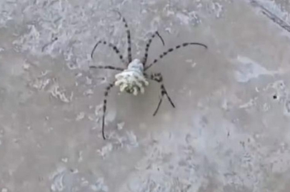 ŞİMDİ DE ZEHİRLİ ÖRÜMCEK KORKU SALDI