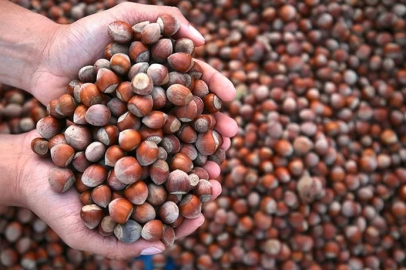 FINDIK FİYATINA NAZAR MI DEĞDİ