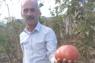 ÜNYE DOMATESİNİN TANESİ NEREDEYSE 1 KİLO!