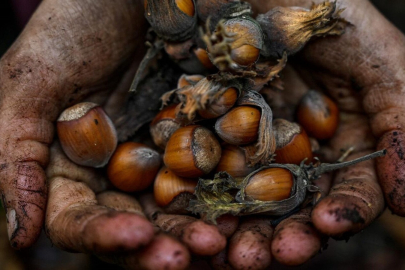 “FINDIKTA OYUN KURUCULAR SAHAYA ÇIKTI”