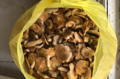 DAĞ KİRMİTİ SEZONU BAŞLADI