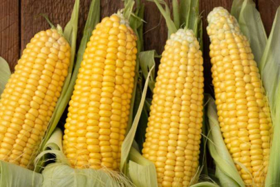 5 DAKİKADA SÜT MISIR