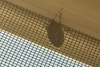 KOKARCANIN FATSA'DAN TANZANYA'YA YOLCULUĞU