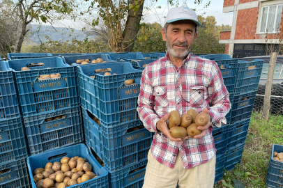 BU İŞİ YAPMAK FINDIKTAN DAHA KARLI 