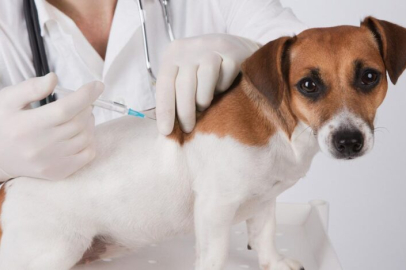 KÖPEKLERDE PARAZİT TEMİZLİĞİ YÖNTEMLERİ