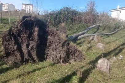 FIRTINA AĞAÇLARI KÖKÜNDEN SÖKTÜ
