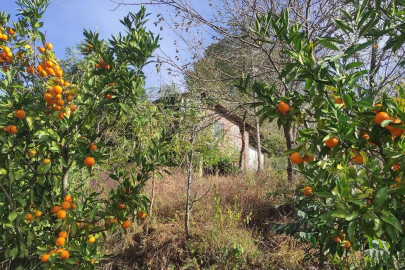 MANDALİNA HASADI BAŞLADI
