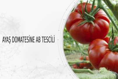 COĞRAFİ İŞARETLİ ÜRÜNLERDE ORDU FINDIĞI YOK