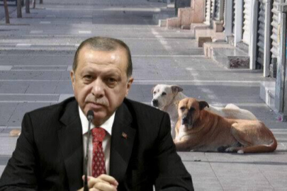 “SOKAK HAYVANLARI SORUNUNU ÇÖZECEĞİZ”