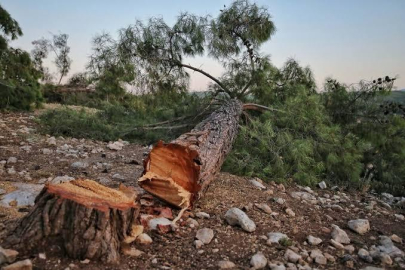 ÜZERİNE AĞAÇ DÜŞEN ADAM HAYATINI KAYBETTİ