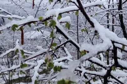 FINDIKTA ASIL TEHLİKE ÖNÜMÜZDEKİ GÜNLERDE!