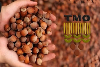TMO 130 LİRADAN FINDIK SATIŞI YAPACAK
