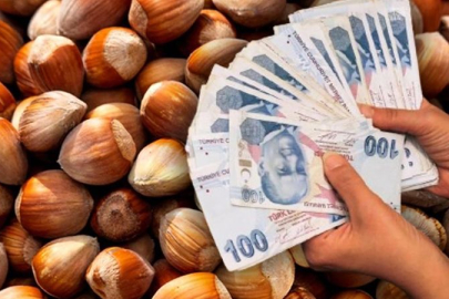 FINDIKTA ALAN BAZLI DESTEK ÖDEMELERİ BAŞLIYOR 