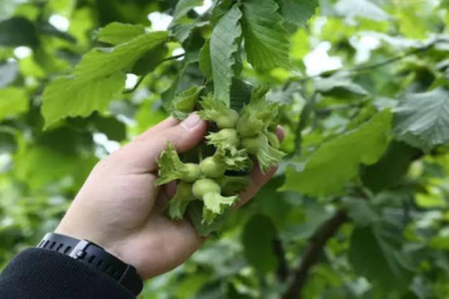 FINDIKTA REKOLTE OYUNLARI BAŞLADI