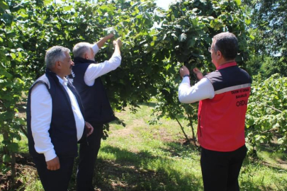 ORDU’NUN FINDIK REKOLTESİ BELLİ OLUYOR