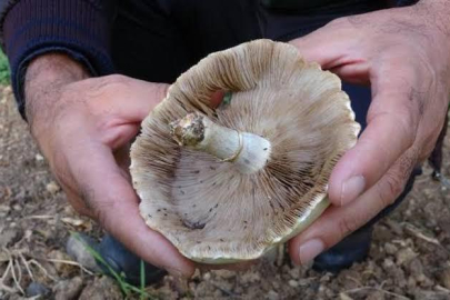 ORDU’DA MANTAR ZEHİRLENMELERİNE KARŞI UYARI GELDİ