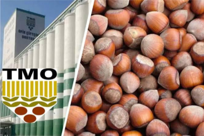 TMO FINDIK ALIMINA BAŞLIYOR