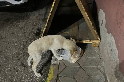 BAŞKANIN SOKAK HAYVANLARI ÇAĞRISI KARŞILIK BULDU