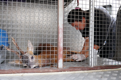 YARALI KARACA TEDAVİ EDİLDİ