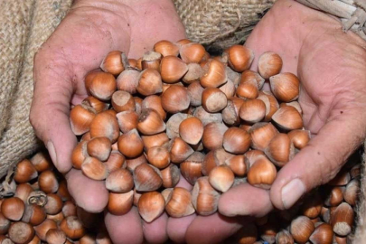 FINDIKTA DON RİSKİ FİYATLARA YARADI