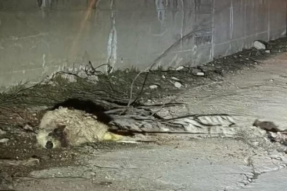 KOYUN PARÇALANMIŞ HALDE BULUNDU