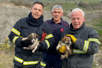 MAHSUR KALAN YAVRU KÖPEKLER KURTARILDI