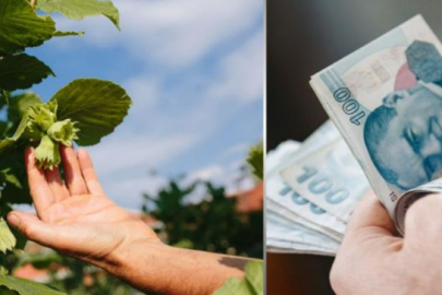 FINDIKTA DESTEKLEME ÖDEMELERİ BAŞLADI