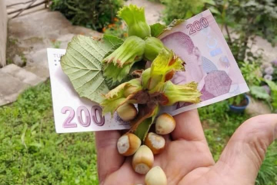 FINDIK 200 TL’Yİ GÖRDÜ