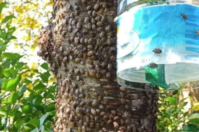 KOKARCAYA KARŞI FEROMON KULLANIM UYARISI!