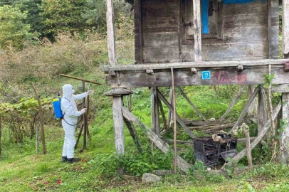ÜRETİCİLERİN FINDIK KURDU VE KOKARCA SAVAŞI BAŞLIYOR