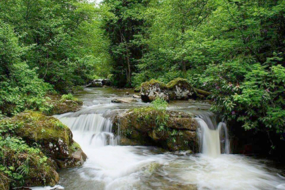 ORDU’NUN DERELERİ CEP YAKIYOR!