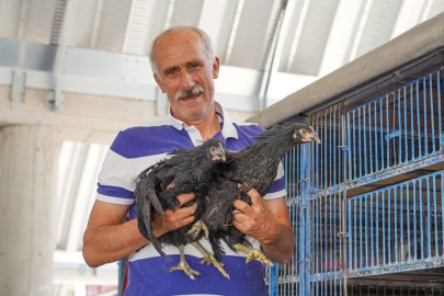 KOKARCA VE KENEYE KARŞI TAVUK DAĞITILDI