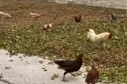 TAVUKLAR KOKARCALARA  KARŞI HARMANDA!